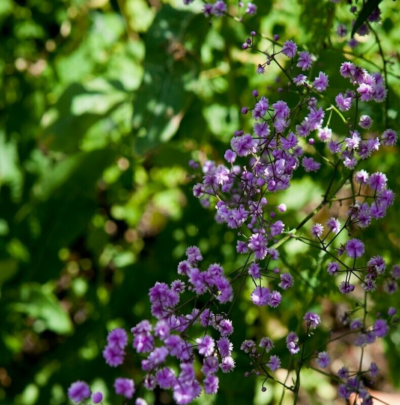 Thalictrum 'Aquilegiifolium'