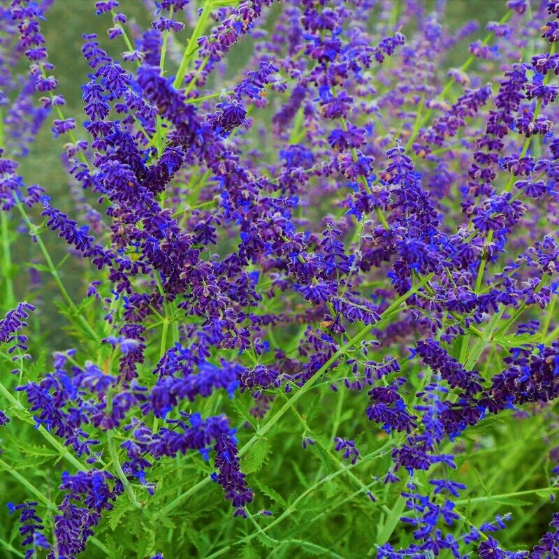 Nepeta sibirica Nepeta sibirica