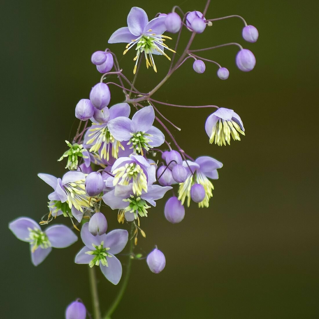 Thalictrum 'Thundercloud'