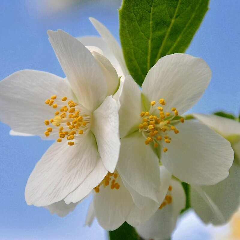 Philadelphus Lemoinei