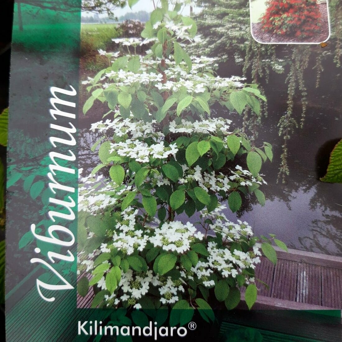 Viburnum plicatum 'Kilimanjaro'