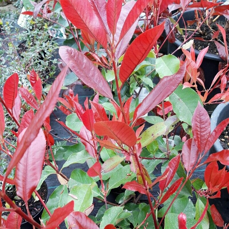 Photinia fraseri  'Red Robin'
