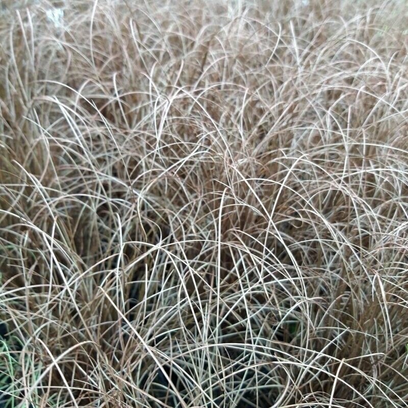 Carex ' Bronze Curls'