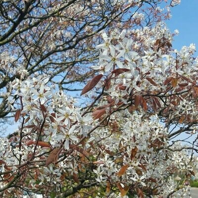 Amelanchier Lamarkii