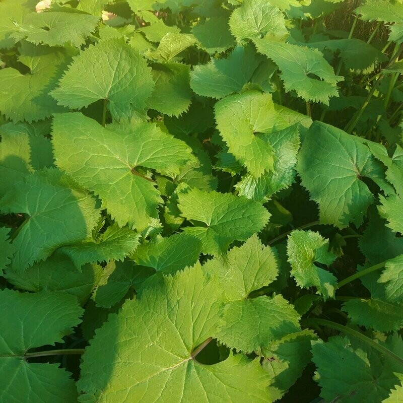 Ligularia 'Zepter' Ligularia 'Zepter'