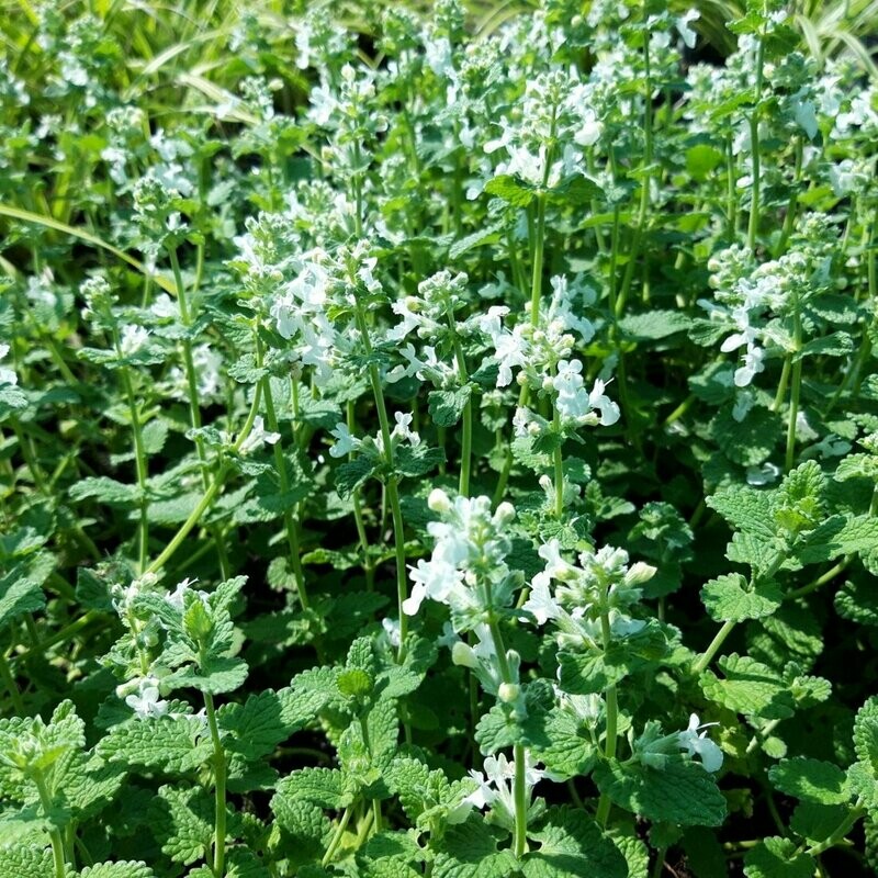 Nepeta racemosa 'Snowflake' Nepeta racemosa 'Snowflake'