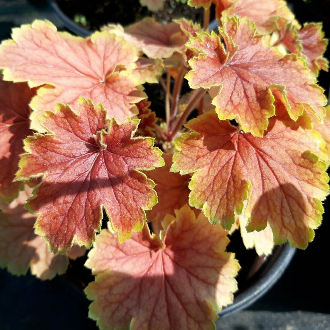 Heuchera 'Delta Dawn'