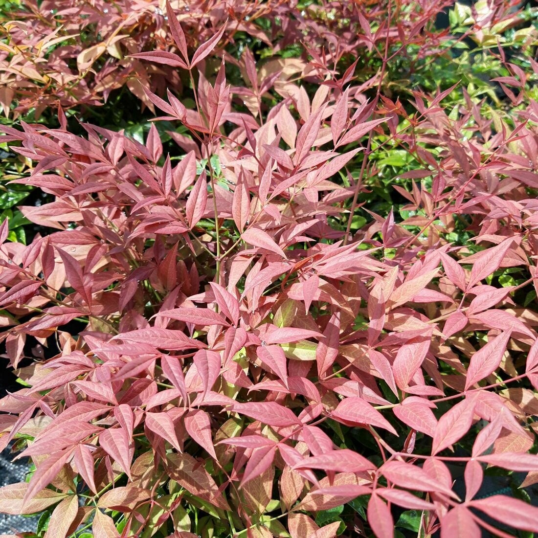 Image of Nandina domestica 'Obsessed' plant in well-drained soil