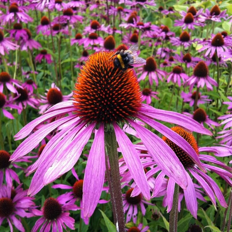 Echinacea 'Baby Swan-Pink'