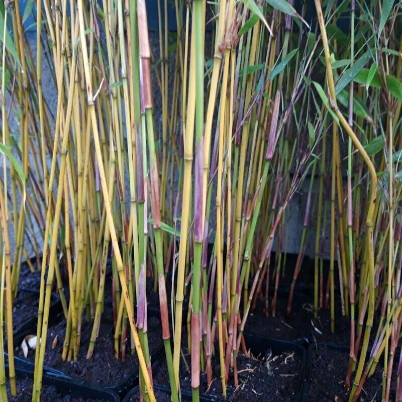 Fargesia murielae 'Simba'