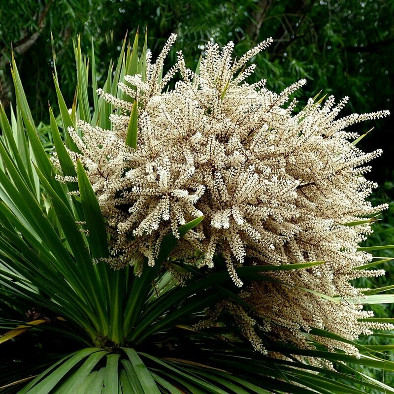 Cordyline australis