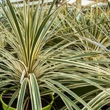 Cordyline australis 'Torbay Dazzler'