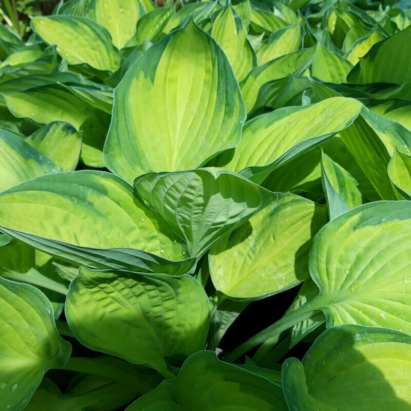 Hosta 'Gold Standard'