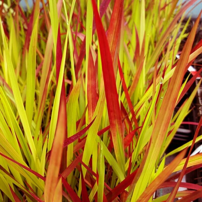 Imperata rubra 'Red Baron'