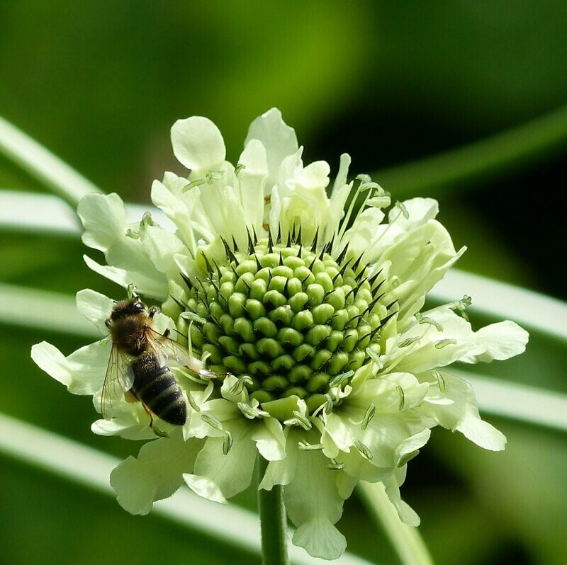 Cephalaria gigantea