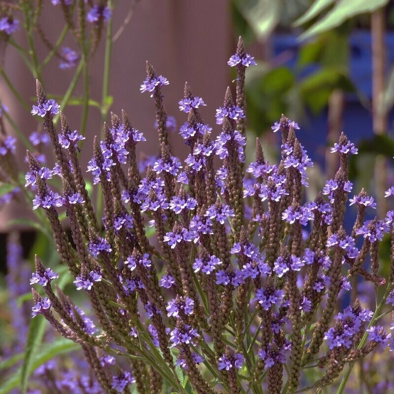 Verbena hastata