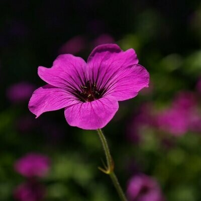 Geranium psilostemon 'Red Admiral'