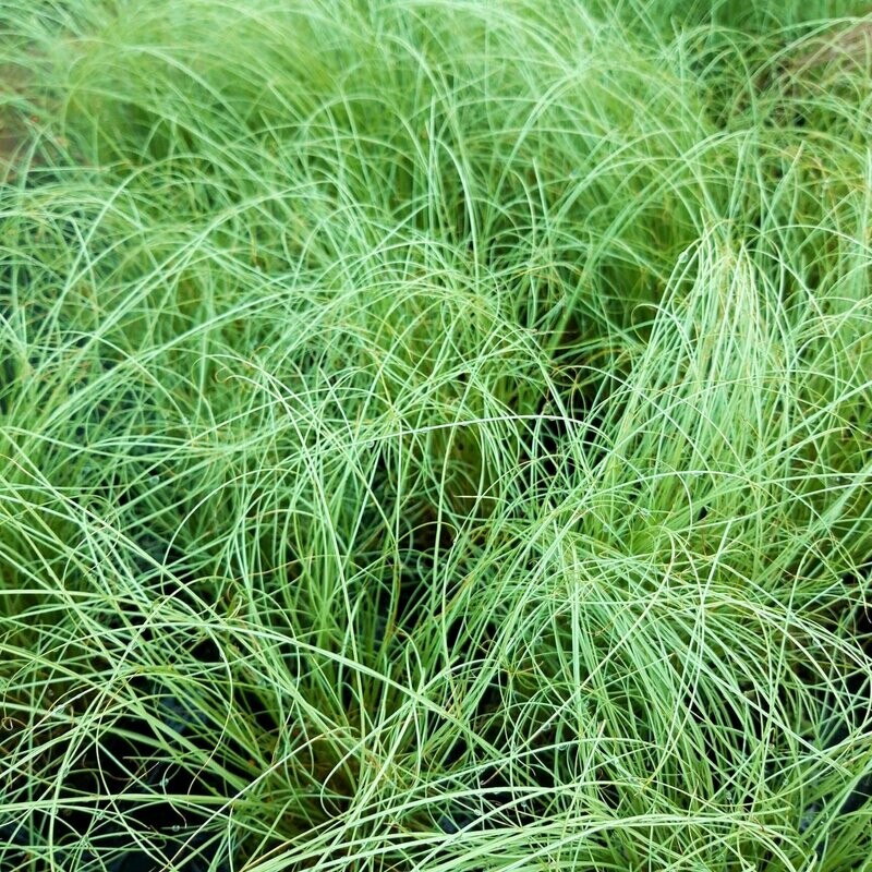 Carex 'Frosted Curls'
