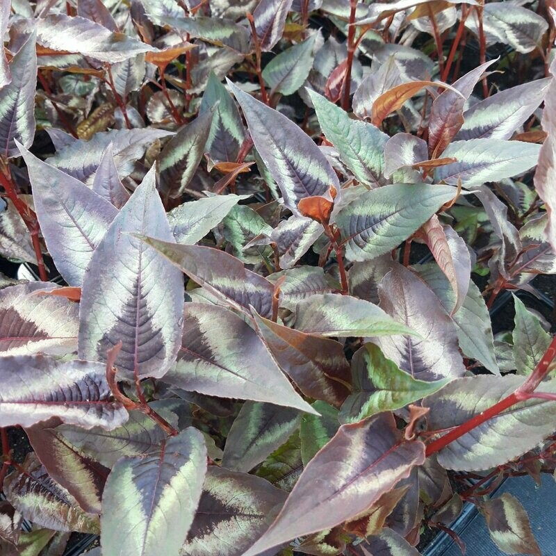 Persicaria microcephala 'Red Dragon'