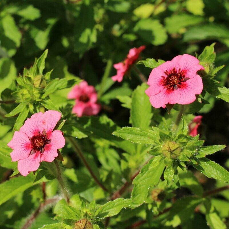 Potentilla nepalensis 'Shogran'