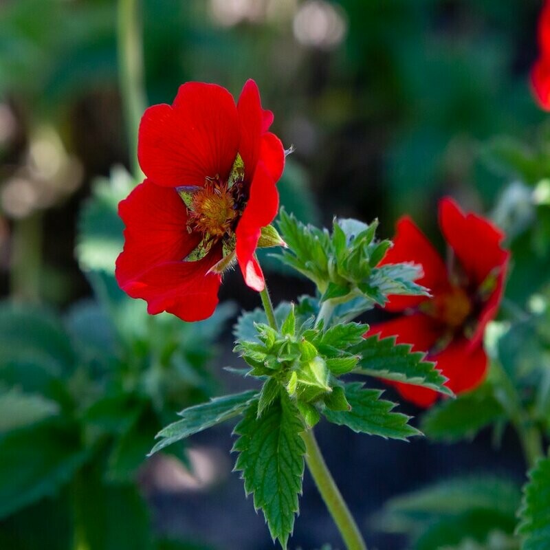 Potentilla 'Monarchs Velvet'