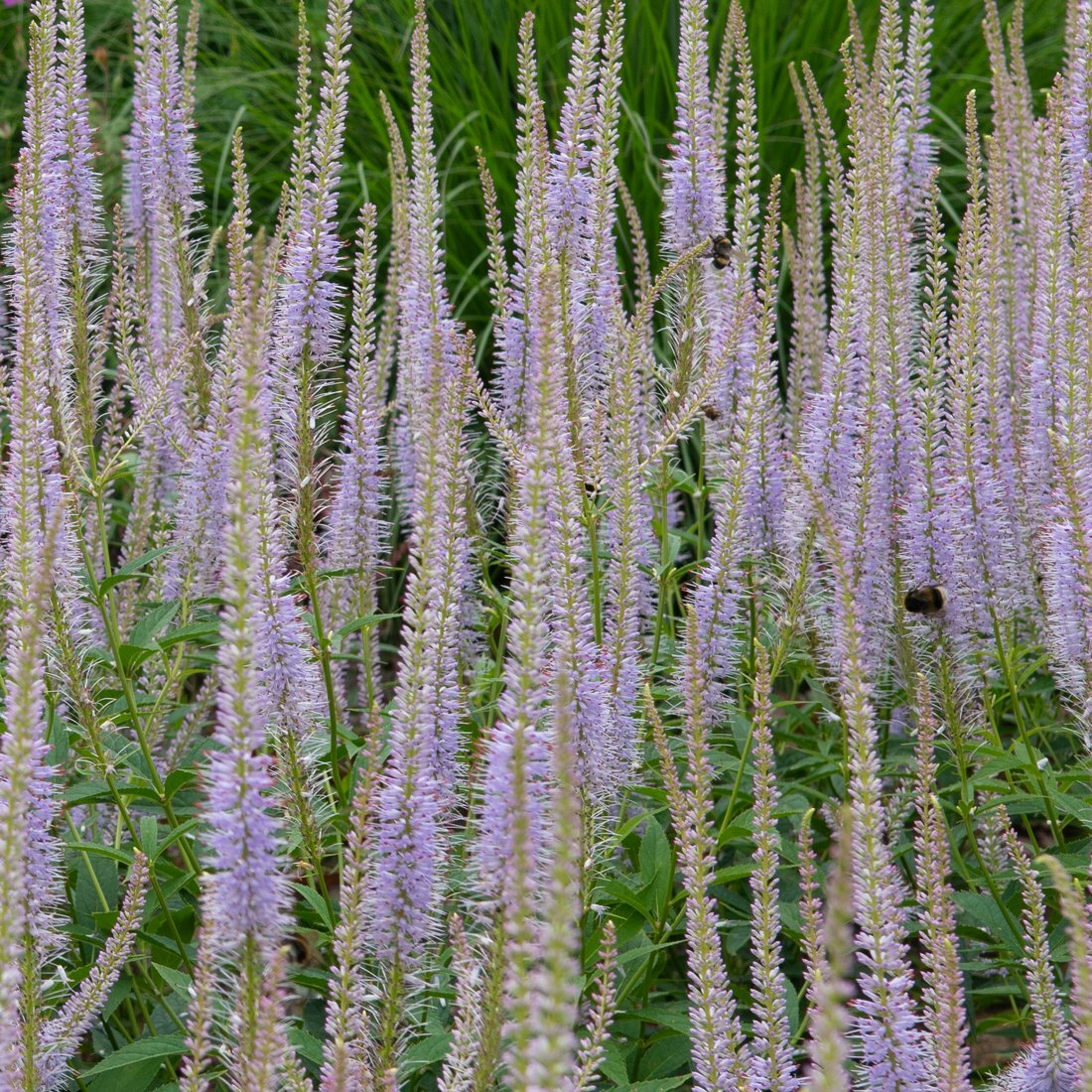 veronicastrum-sibiricum