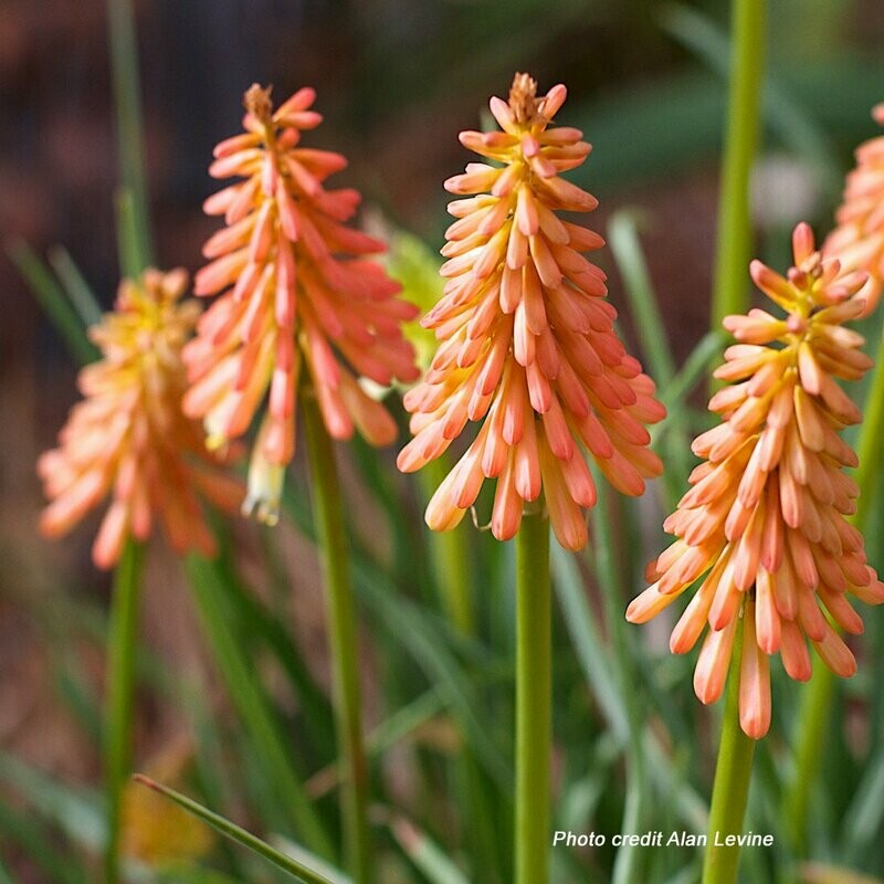 Kniphofia 'John Benary' Kniphofia 'John Benary'