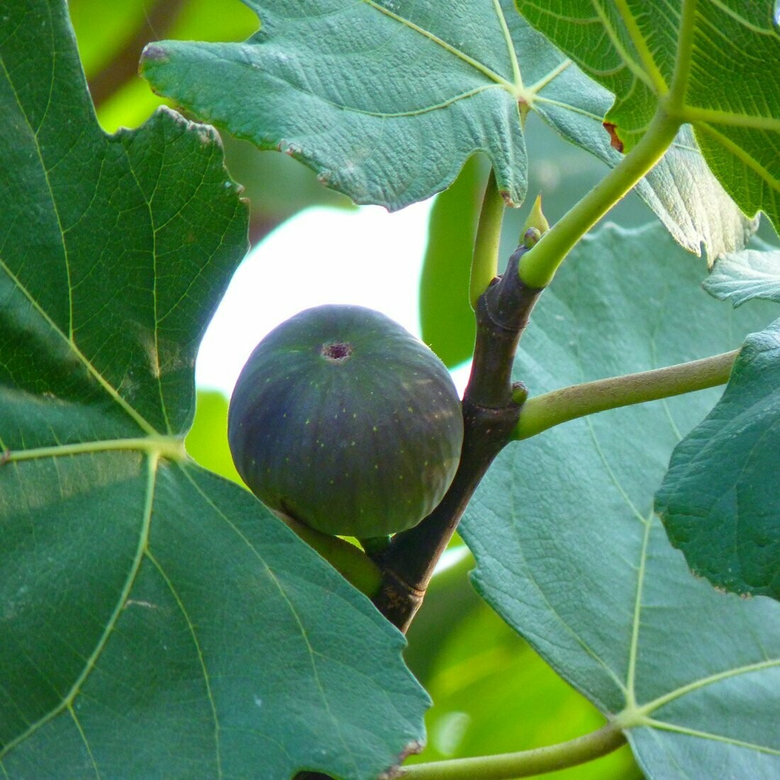 Ficus 'Brown Turkey' ( Hardy Fig)