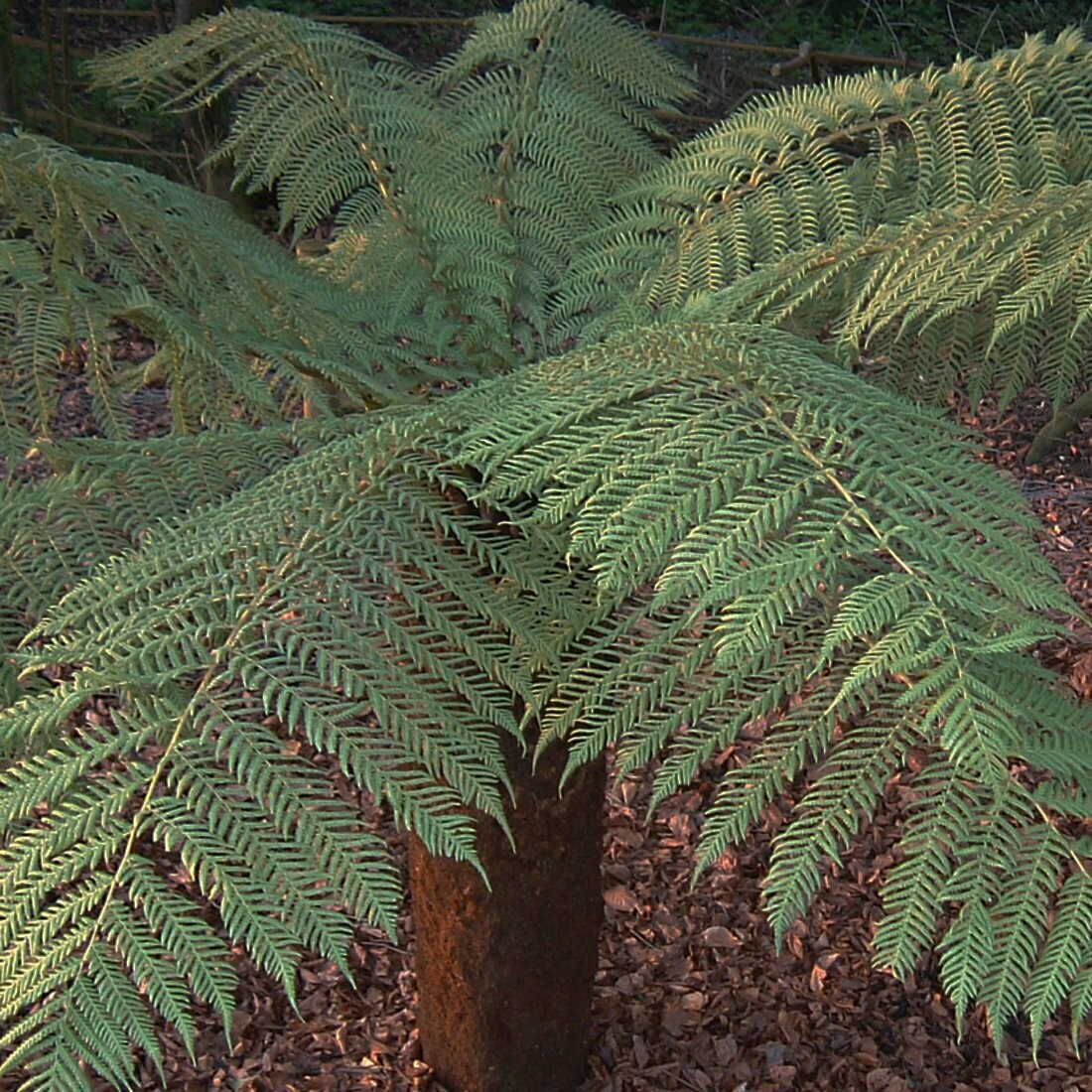 Dicksonia antarctica ( tree fern)