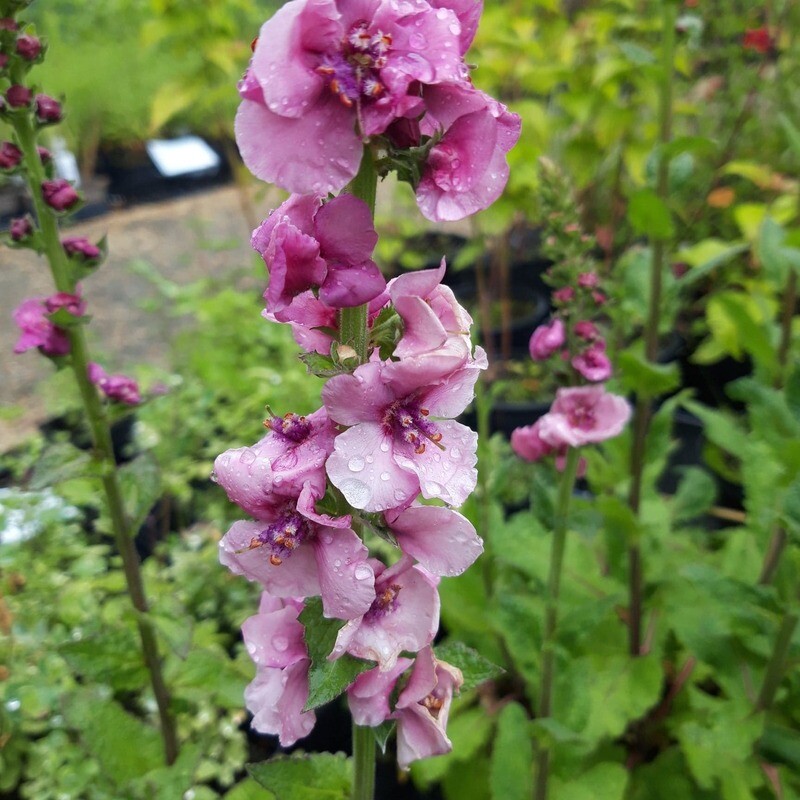 Verbascum 'Pink Domino' Verbascum 'Pink Domino'