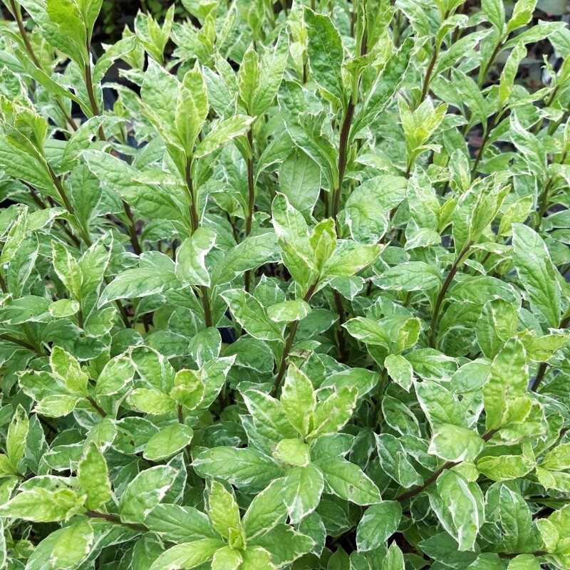 Kalimeris yeomen 'Shogun'