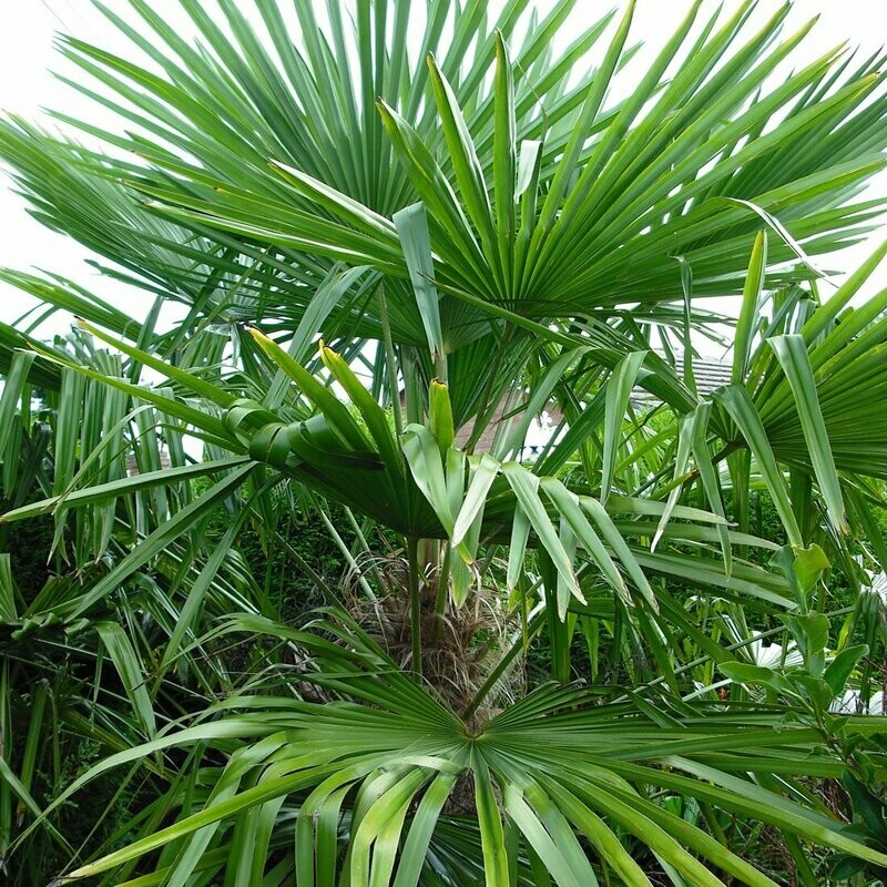 Trachycarpus fortuneii