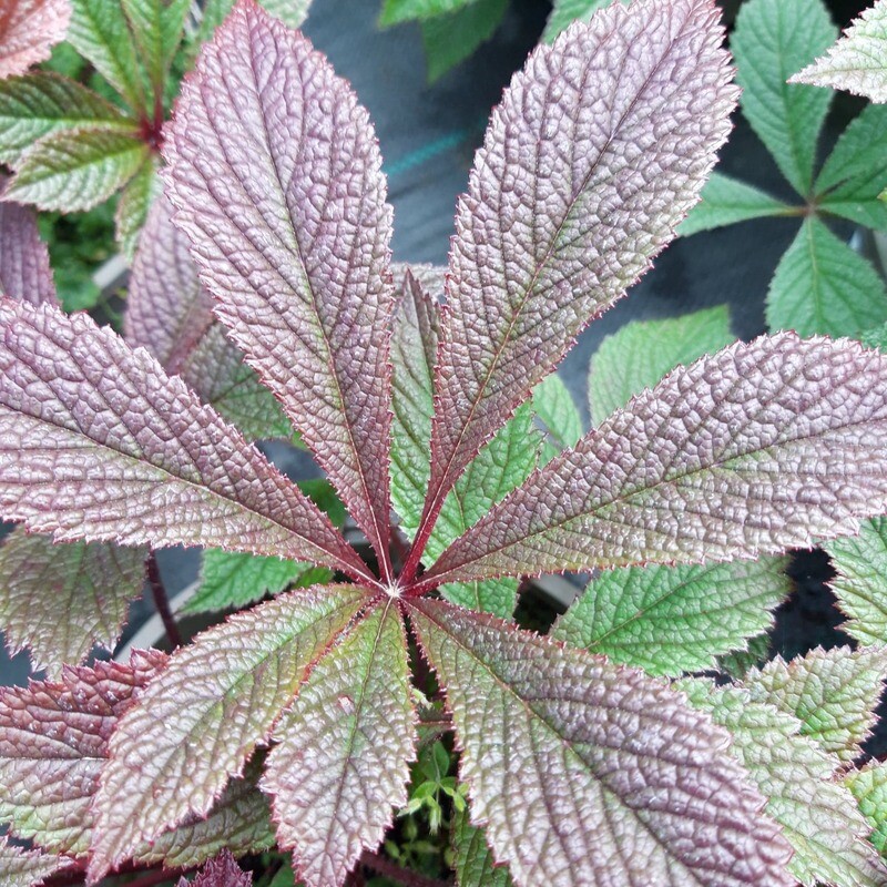 Rodgersia 'Bronze Peacock' Rodgersia 'Bronze Peacock'