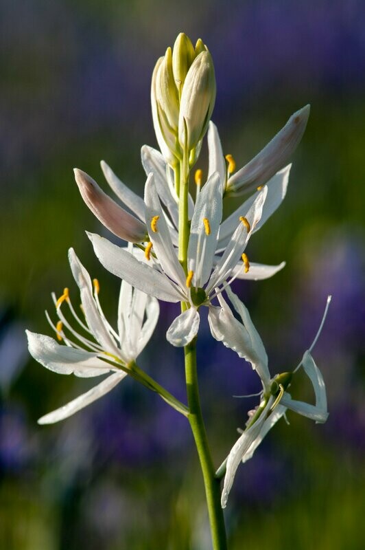 Camassia 'Leichtlinii Alba''