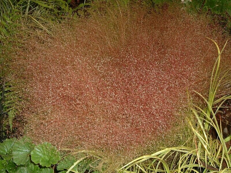 Eragrostis spectabilis
