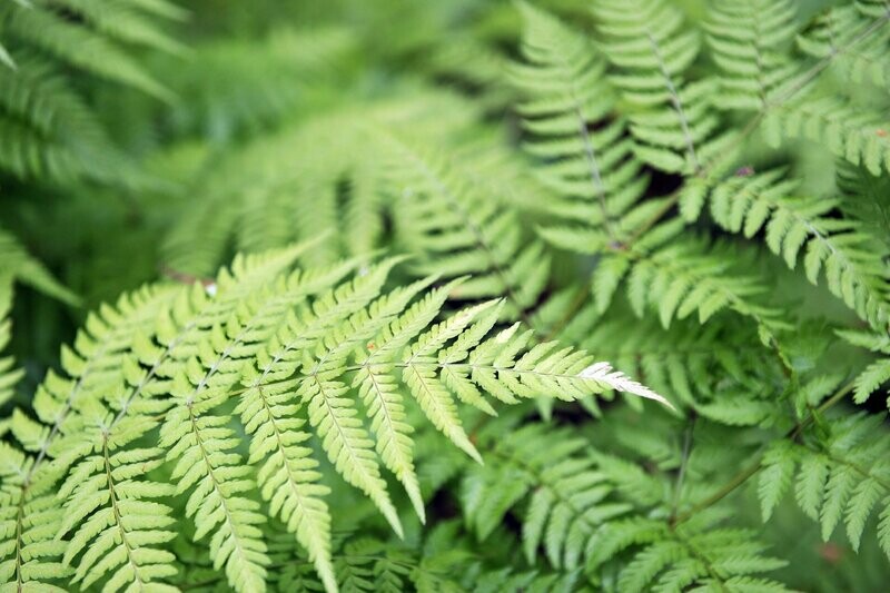 Dryopteris filix-mas