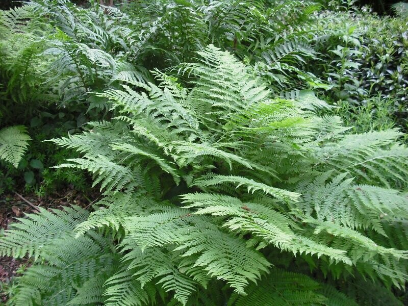 Dryopteris 'Cristata' (The King)