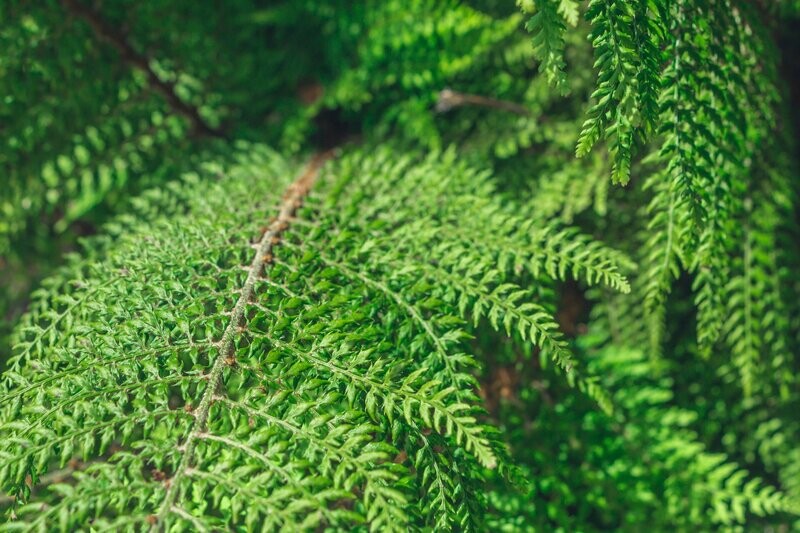 Polystichum setiferum ' David Howard'