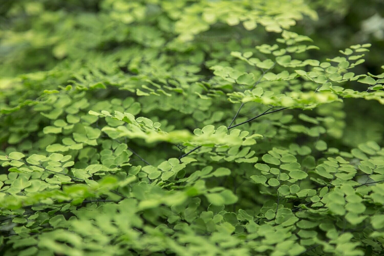 Adiantum pedatum 'Imbricatum' Adiantum pedatum 'Imbricatum'