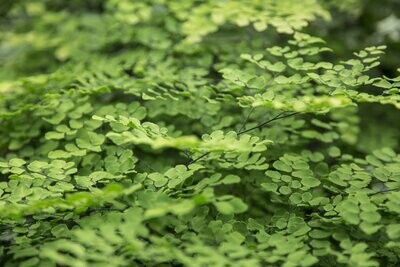 Adiantum pedatum 'Imbricatum'