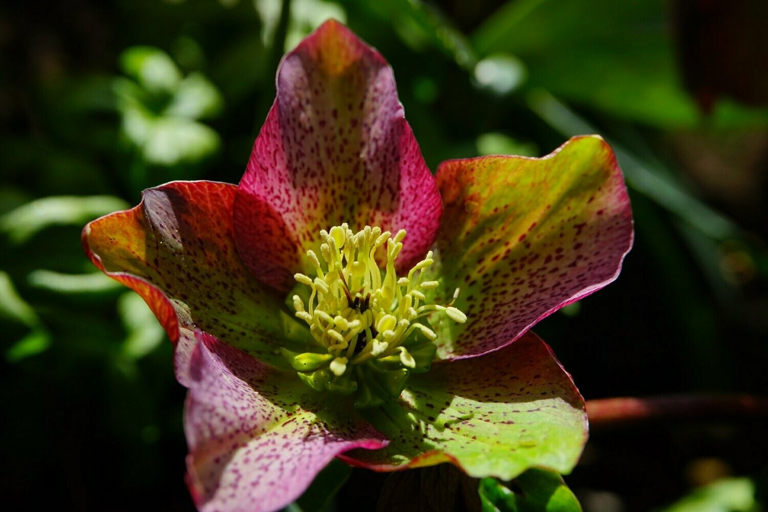 Helleborus orientalis x hybridus