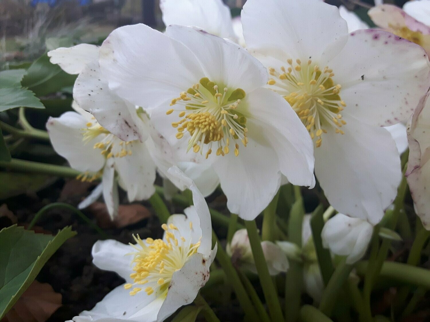 Helleborus niger