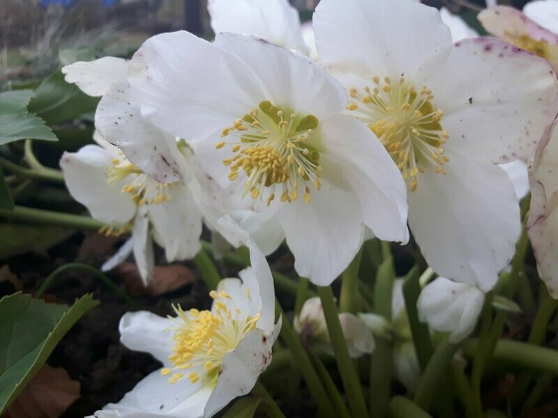 Helleborus niger Helleborus niger