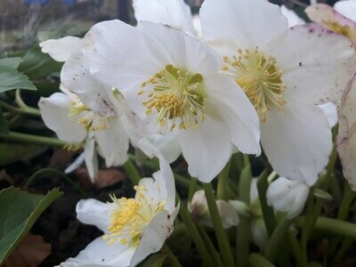 Helleborus niger