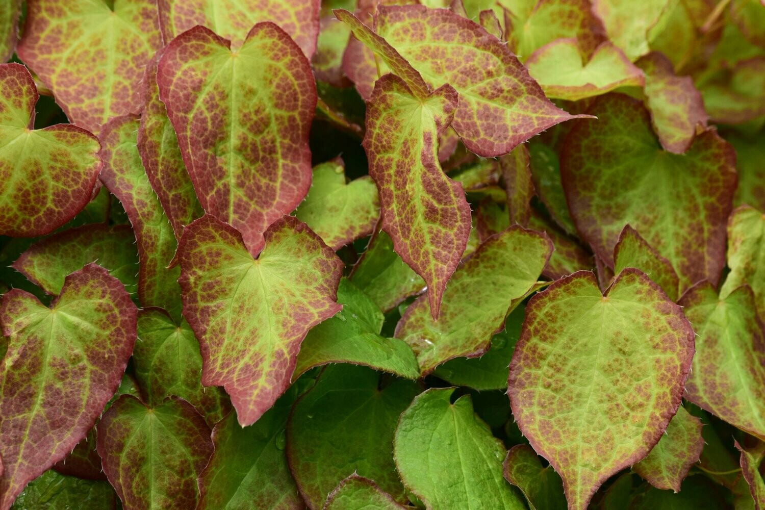 Epimedium 'Akebona"