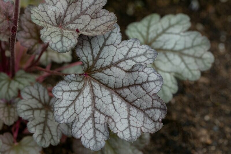 Heuchera 'Petite Marbled Burgundy'