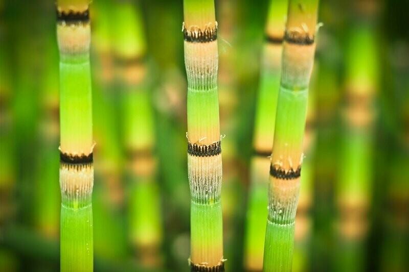 Equisetum hyemale