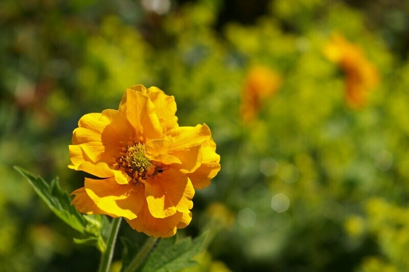 Geum 'Lady Stratheden'