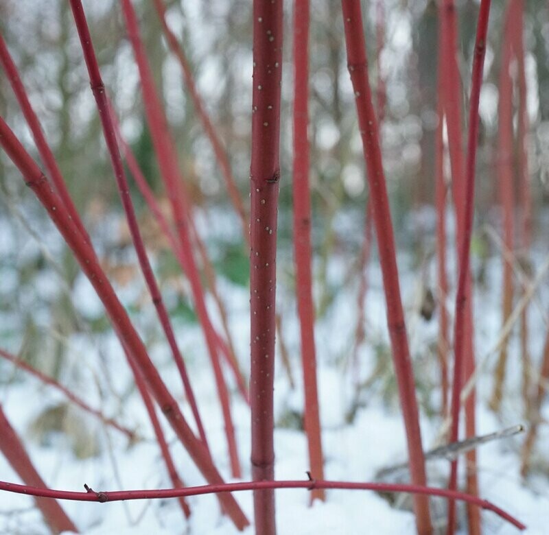 Cornus alba 'Elegantissima'