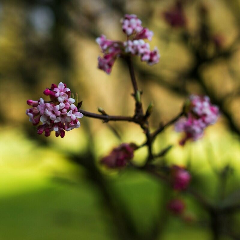 Viburnum x bodnantense 'Charles Lamont'